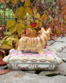 a Casket made of porcelain, Scottish Terrier