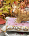 a Casket made of porcelain, Scottish Terrier